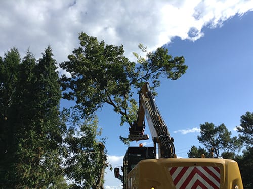 Belako Lanak, servicio de trabajos forestales y poda